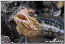 Portrait of a jawfish  D200/60mm by Yves Antoniazzo 